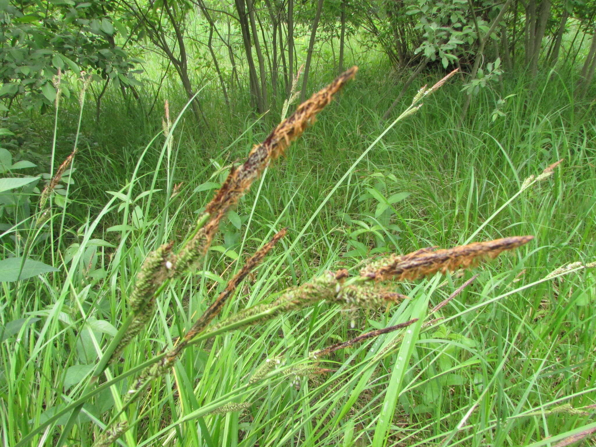 Image of Carex elata subsp. omskiana (Meinsh.) Jalas