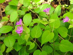 Image of Mirabilis violacea (L.) Heimerl