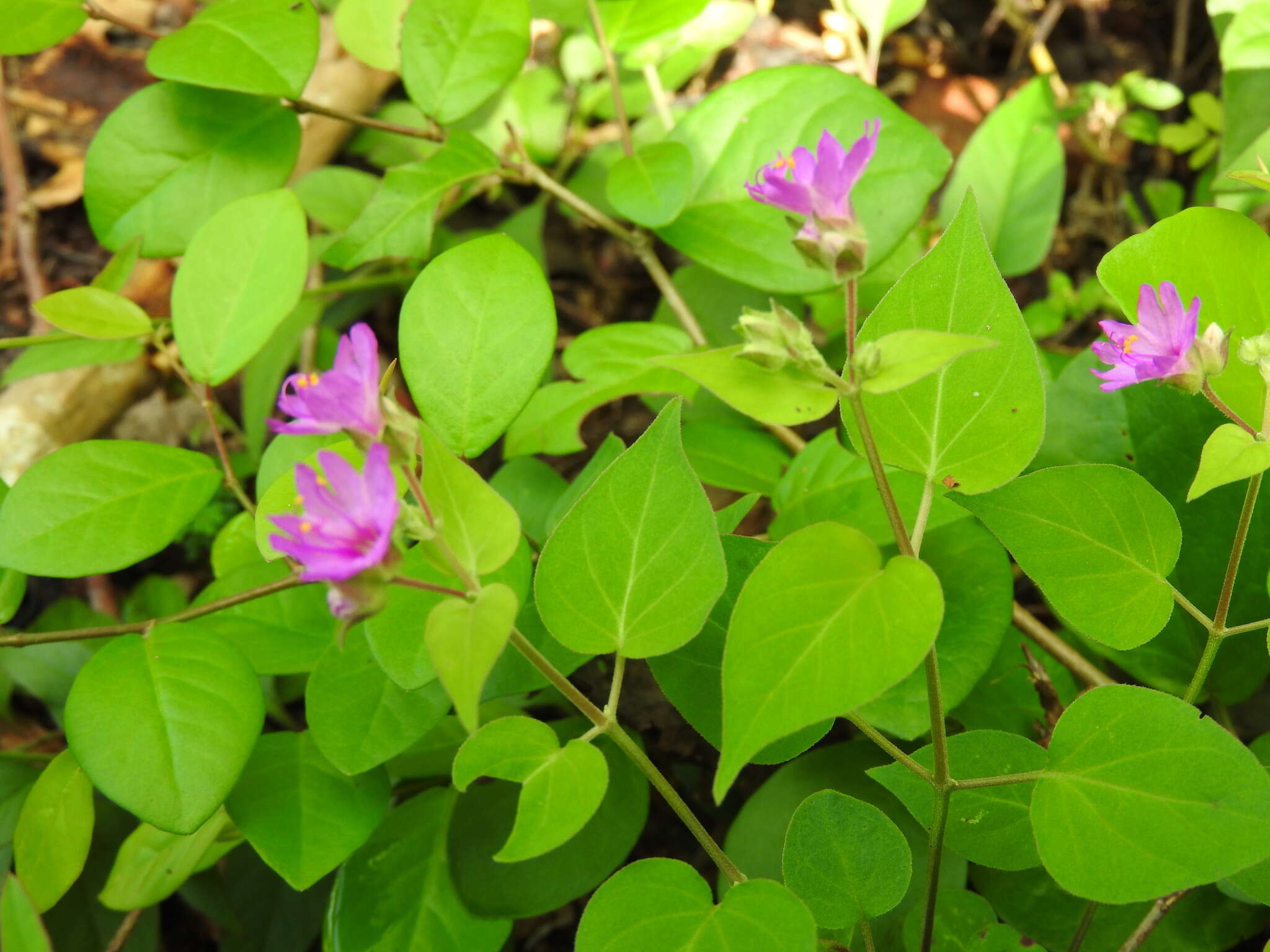 Imagem de Mirabilis violacea (L.) Heimerl