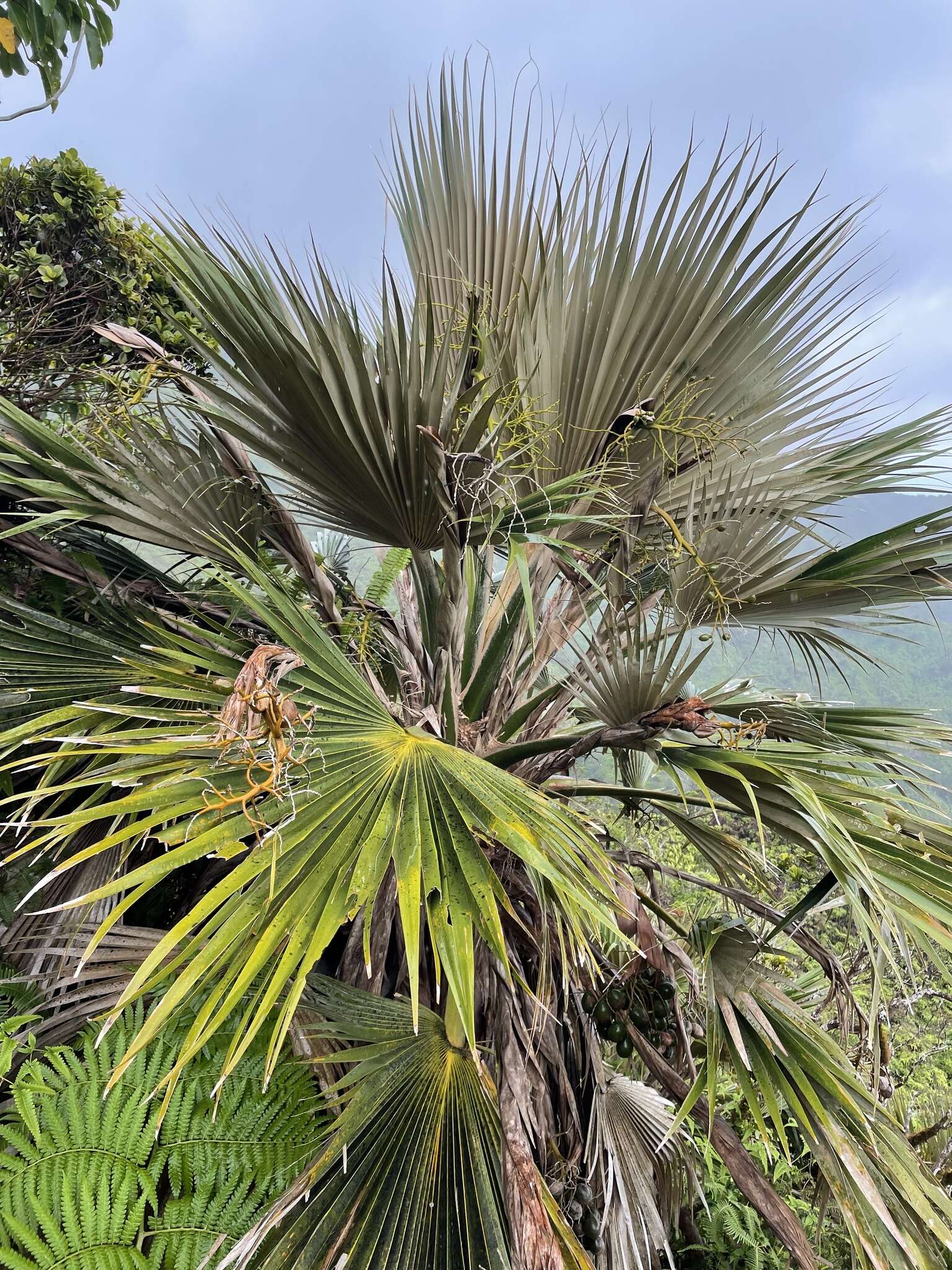 Sivun Pritchardia martii (Gaudich.) H. Wendl. kuva