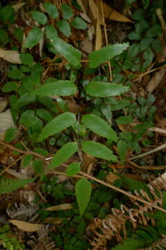 Image of Lindsaea vieillardii Mett.