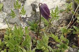 Image of rock clematis