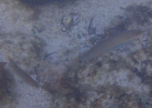 Image of Chameleon wrasse