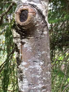 Image of Pacific dogwood