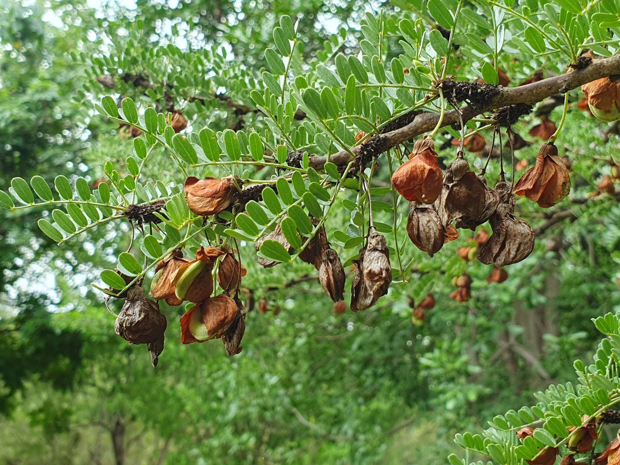 Plancia ëd Ormocarpum kirkii S. Moore