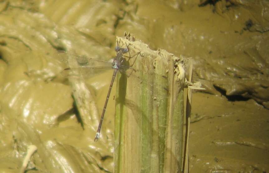 Image of Archilestes californicus McLachlan 1895