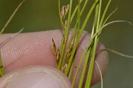 Image of Tetraria pygmaea Levyns