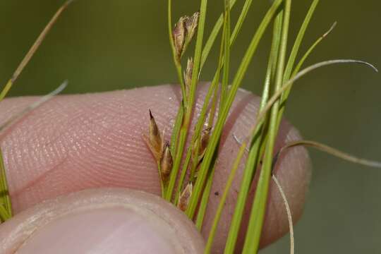 Image de Tetraria pygmaea Levyns