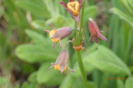 Image of Tulbaghia acutiloba Harv.