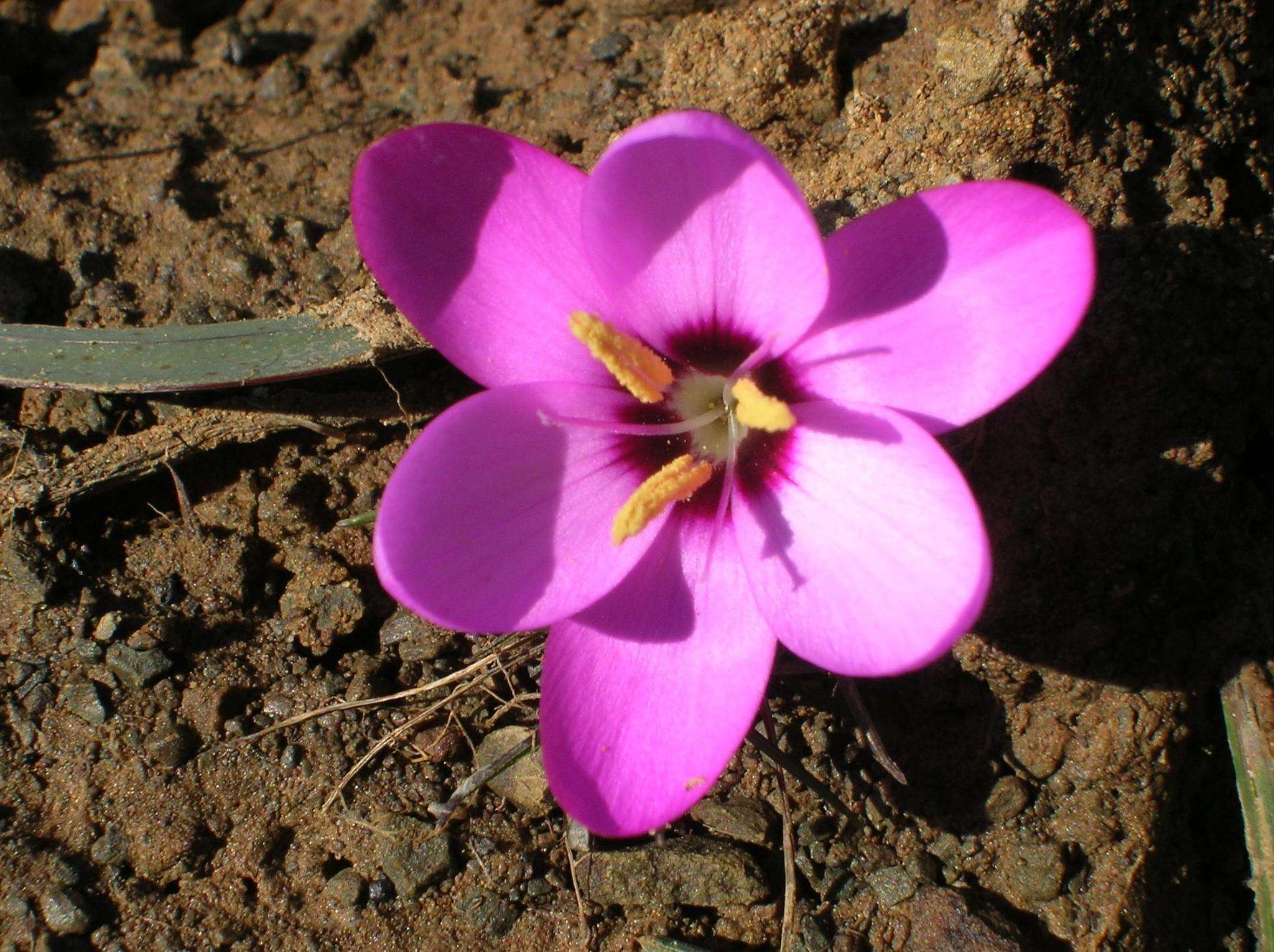 Plancia ëd Hesperantha humilis Baker