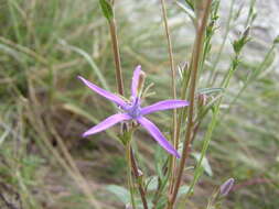 Image of Asyneuma canescens (Waldst. & Kit.) Griseb. & Schenk