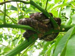 Image of Haitian Boa