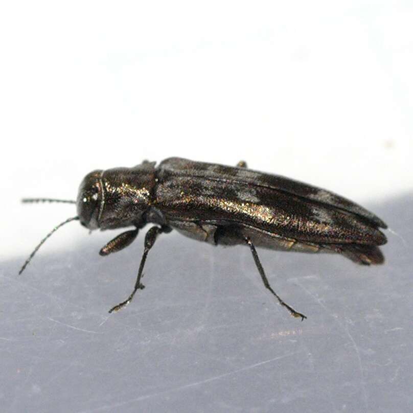 Image of Hackberry Agrilus