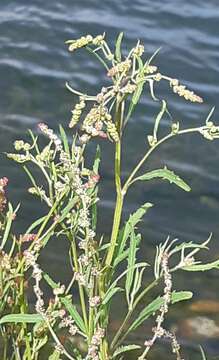 Image of Grass-leaved orache