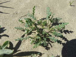 Image de Phacelia ivesiana Torr.