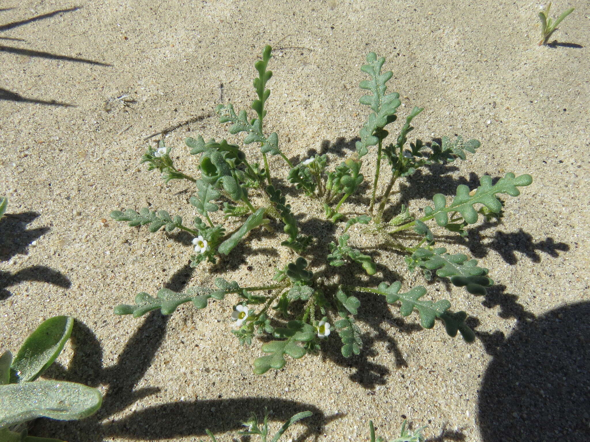 Phacelia ivesiana Torr. resmi