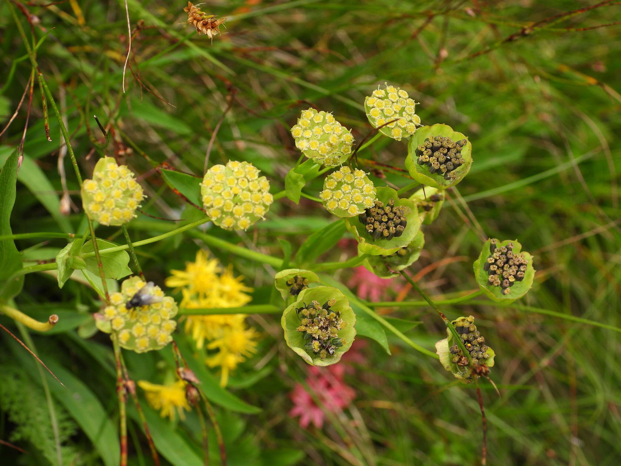 Sivun Bupleurum stellatum L. kuva