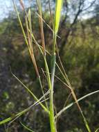 Image of soft feather pappusgrass