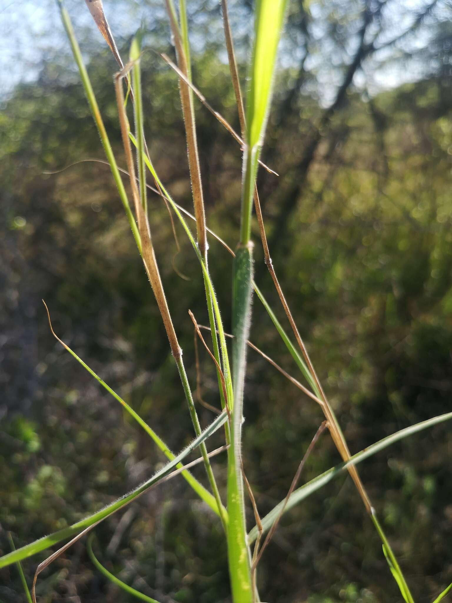 Image of soft feather pappusgrass