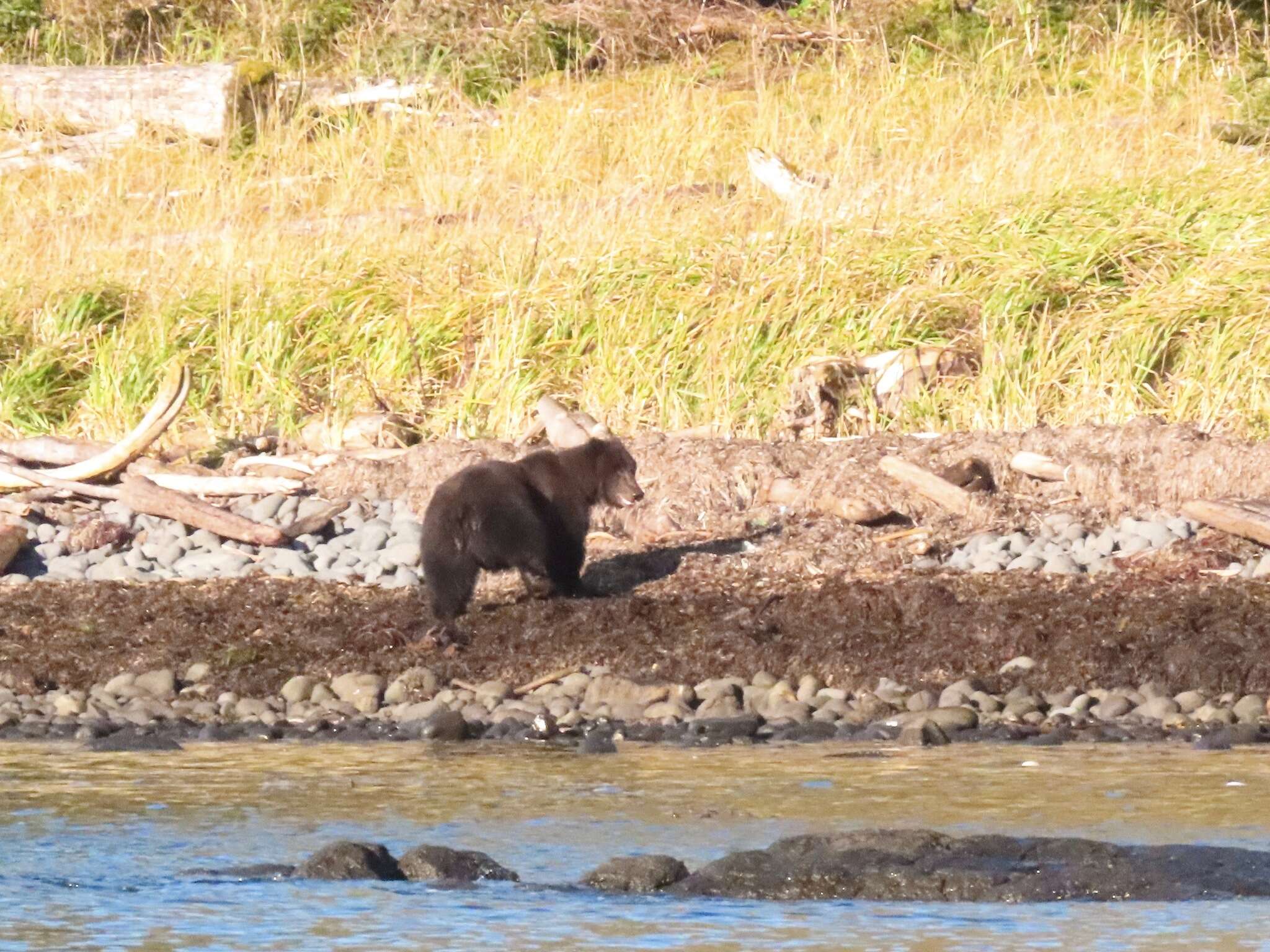 Image of Ursus arctos sitkensis Merriam 1896