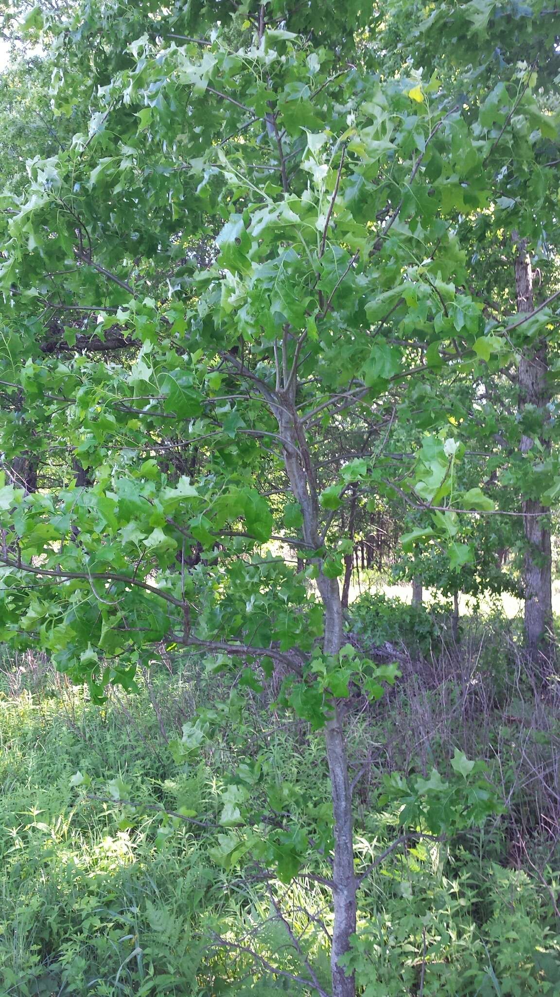 Quercus velutina Lam. resmi