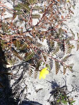 Image of Jamaican feverplant
