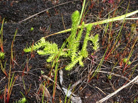 Image of clubmoss