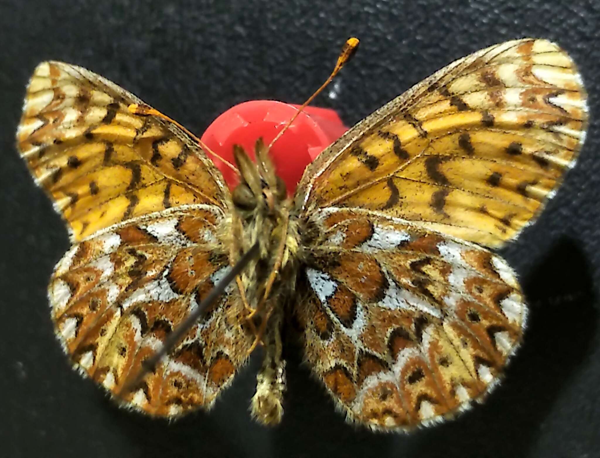 Image of <i>Boloria <i>freija</i></i> freija