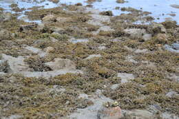 Image of Red algae