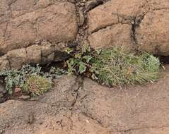 Image of Pelargonium sidoides DC.