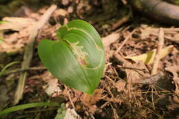 Image of Liriomyza smilacinae Spencer 1969