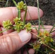 Слика од Cyperus acuminatus Torr. & Hook.