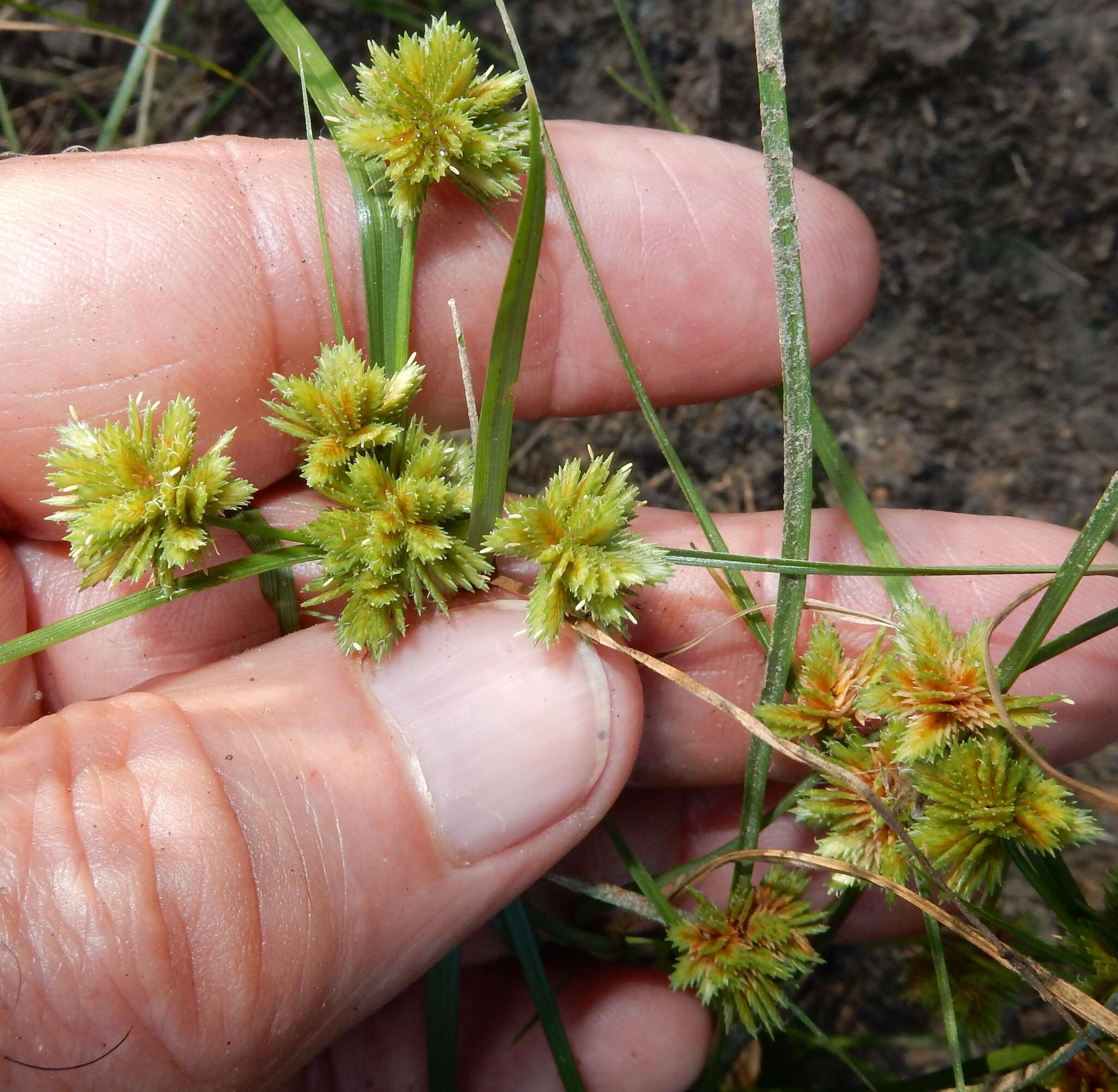 Image of tapertip flatsedge