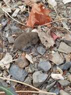 Image of Western Red-backed Vole