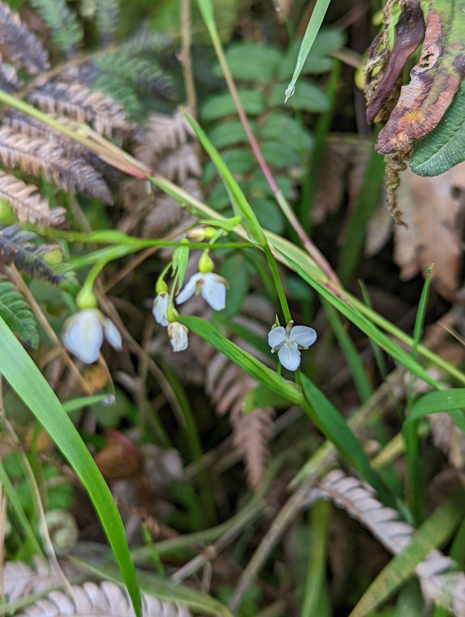 Image de Libertia colombiana R. C. Foster