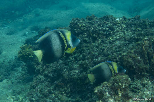 Image of Cortez Angelfish