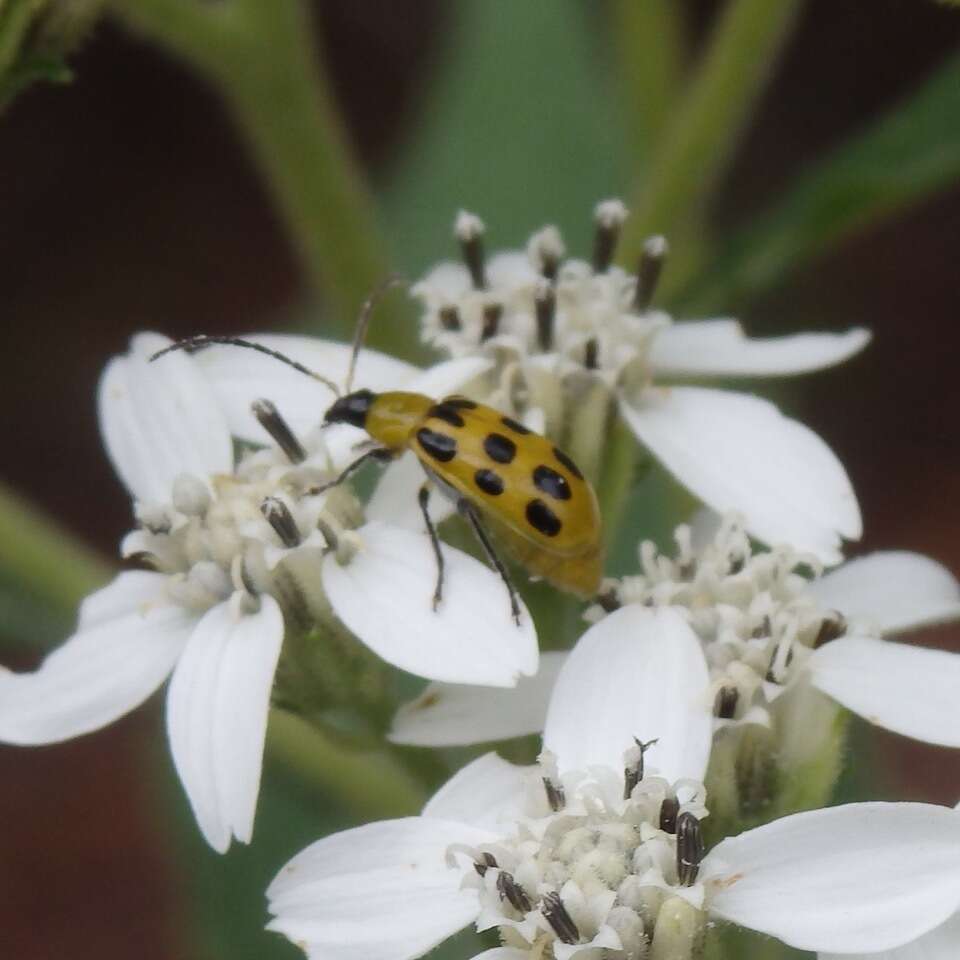 Image of Spotted Cucumber Beetle