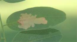 Image of Locust Digitate Leafminer