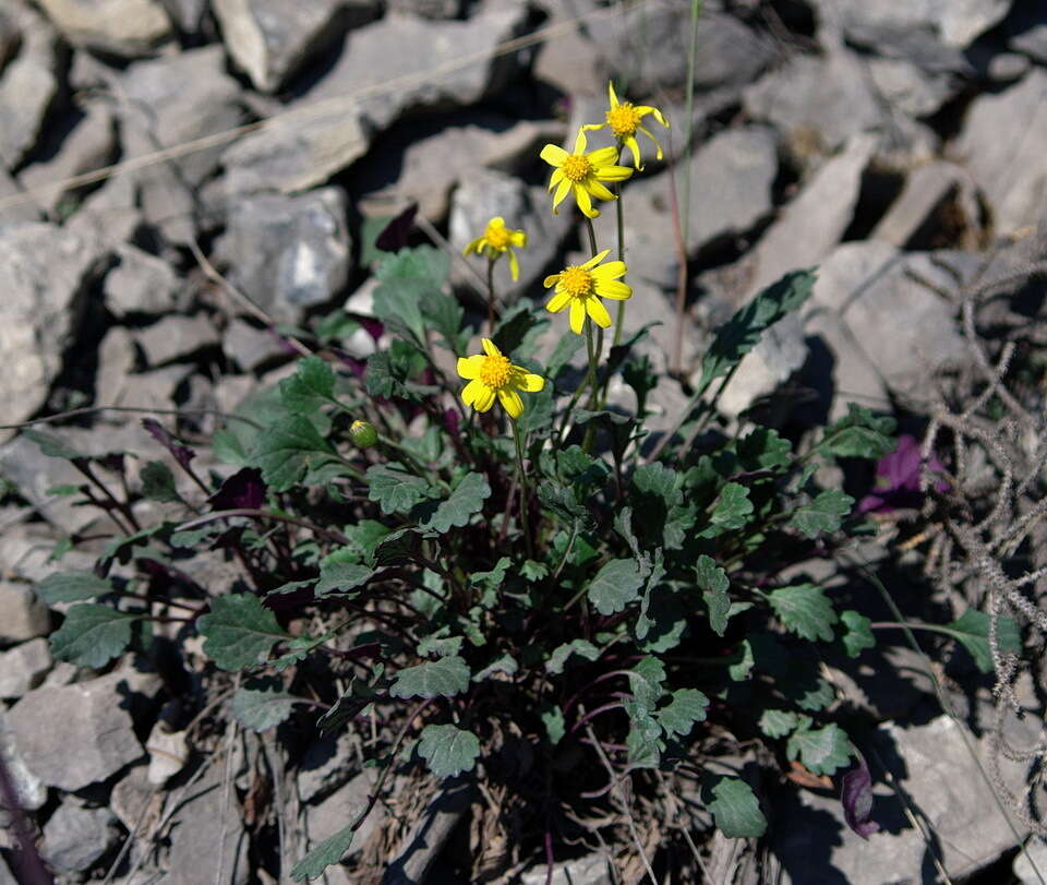 Image of northern groundsel