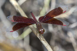 Image of Common Parasol