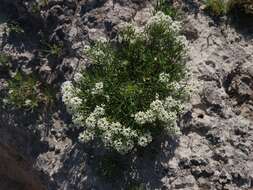 Sivun Lepidium alyssoides A. Gray kuva