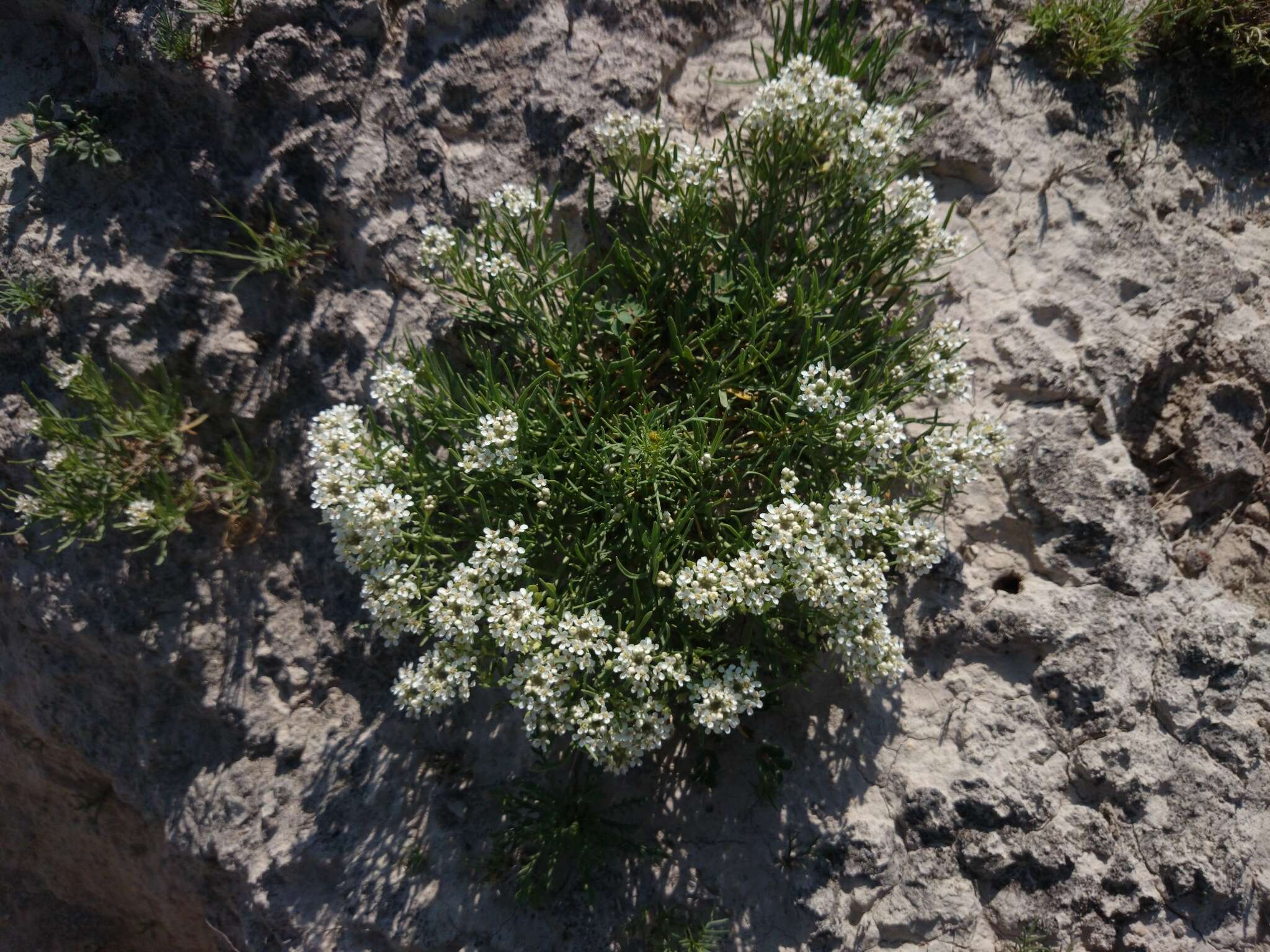 Image de Lepidium alyssoides A. Gray