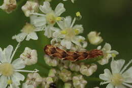 Image de eupithécie de la verge dor