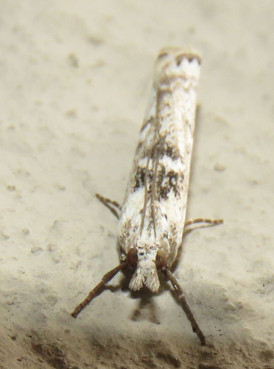 Image of Crambus sparsellus Walker 1866