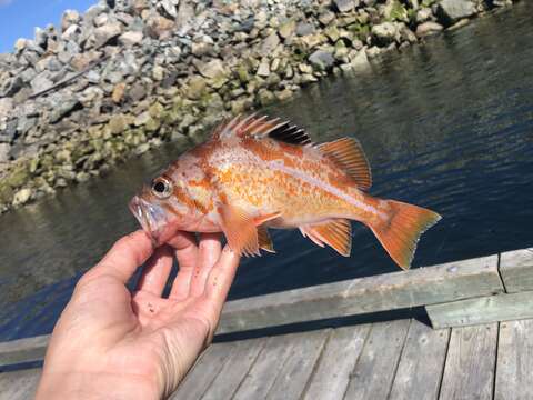 Image of Canary rockfish