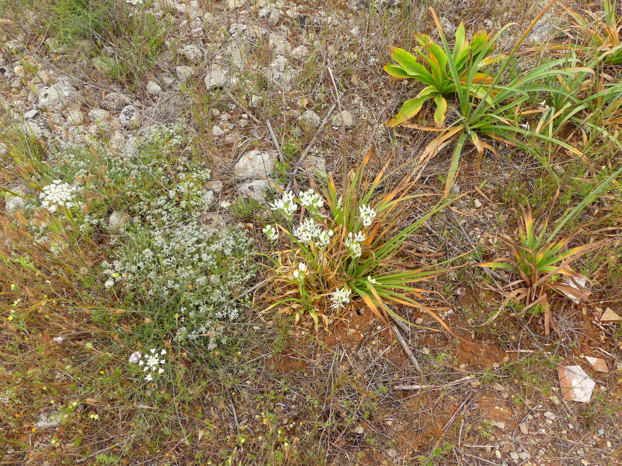 Imagem de Ornithogalum arabicum L.