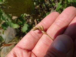 Image of broom sedge