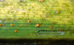 Image de Puccinia hemerocallidis Thüm. 1880