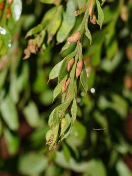 Image of Tmesipteris obliqua R. J. Chinnock