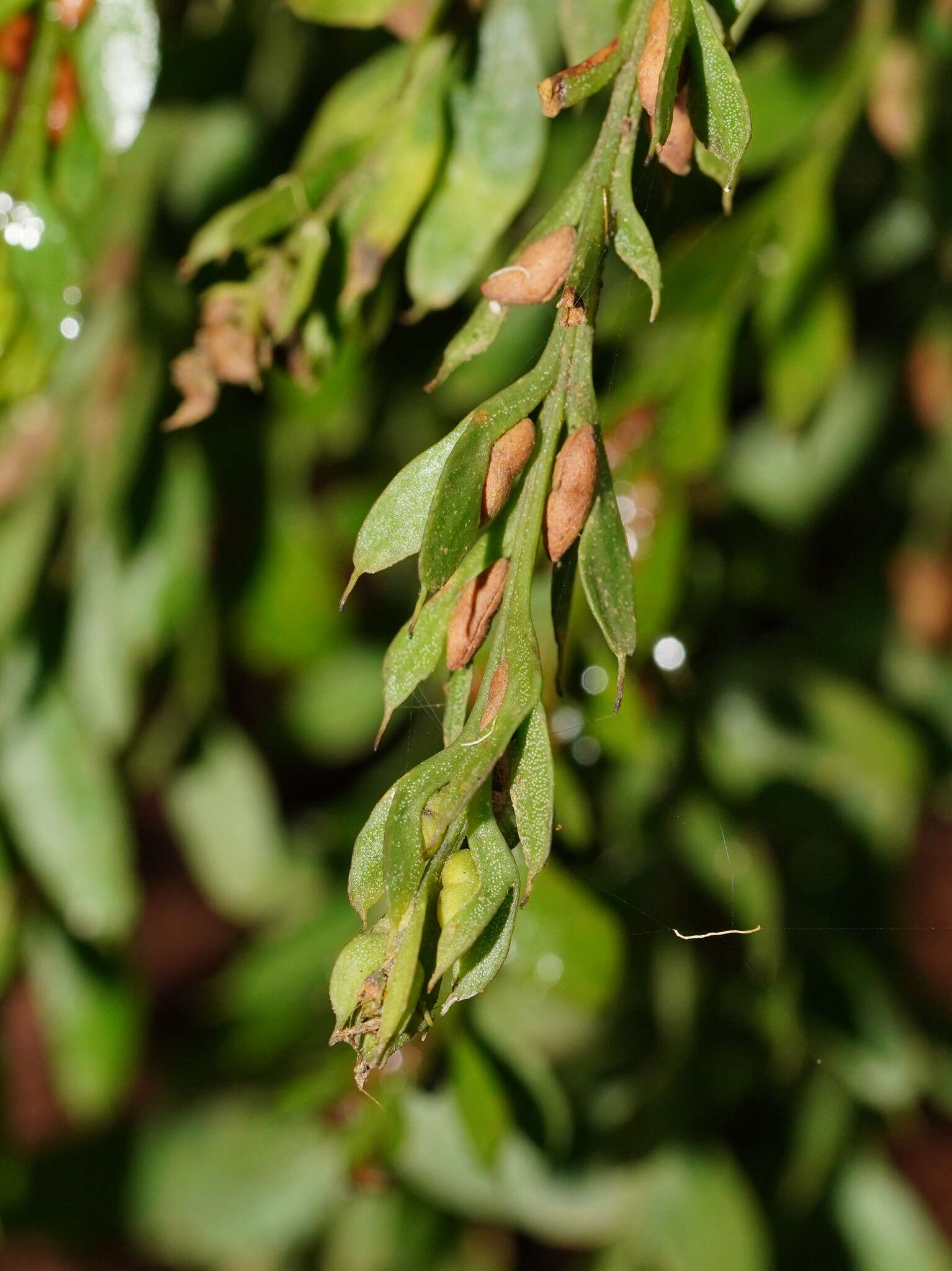 Image de Tmesipteris obliqua R. J. Chinnock